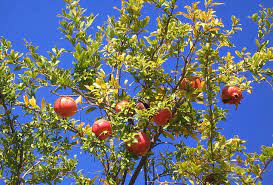 Indeed, in 2018, iran became the world's first producer of pomegranate fruits, leaving india in second place, which grows. Pomegranate Diseases And Pests Description Uses Propagation