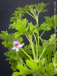 Image result for Pelargonium graveolens