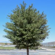 Once every two or three weeks during its growth season (from early spring till autumn).the celtis africana is a somewhat slower growing tree, fertilize monthly. Desert Hackberry Tucson Clean And Beautiful Inc