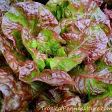 Silver high heat spray paint (case of 6) works well on grills. Growing Lettuce And How To Grow Lettuce In Hot Weather