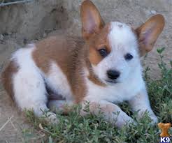They work very hard, racing back and forth on those short legs. Cowboy Corgi Puppy Google Search Cowboy Corgi Corgi Corgi Dog