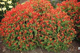 Image result for Spigelia