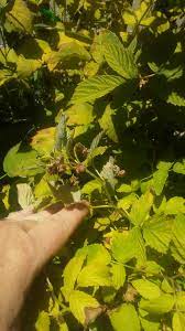 Written by elena namyatova translated by julie hrabenko posted in fruits published: Rasberry Blooms Bu No Fruit 466890 Ask Extension