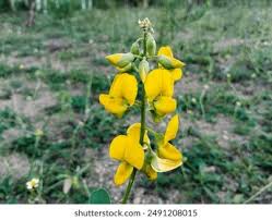 Image result for Crotalaria oocarpa