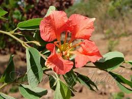 Image result for Bauhinia galpinii