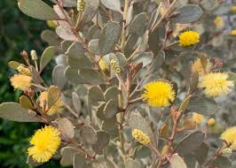 Image result for Acacia montigena