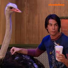 Carly shay finds her previously normal life turned upside down when her internet show, icarly, becomes an instant smash with young web heads. Nickelodeon Spencer Gets A Pet Ostrich Scene Icarly Facebook