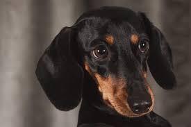 Choice of beer battered shrimp, steak, or breaded cod. Dachshund Temperament Personality Canna Pet