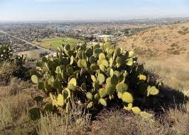 A large fish that lives in the pacific and atlantic oceans. Plantfiles Pictures Opuntia Species Prickly Pear Cactus Chaparral Prickly Pear Opuntia Oricola By Kell