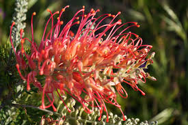 Image result for Platycoryne protearum