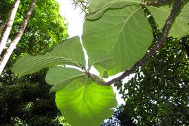 Image result for Tectona