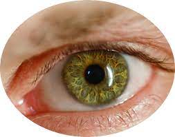 Eye Png Image Eyes Png Images Png