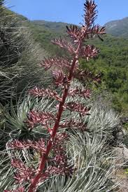 Image result for Pycnostachys coerulea