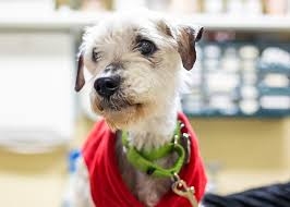 The animal rescue league of boston (arl) has animals of many types, breeds, sizes and ages. Adoption Archives Page 5 Of 36 Animal Rescue League Of Boston