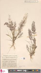 Image result for Chascanum adenostachyum