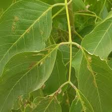 Image result for Isoberlinia doka