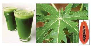 Sediakan tempat untuk menyediakan jus daun betik yang bersih. Benarkah Jus Daun Betik Mampu Merawat Penyakit Demam Denggi Kartel Dakwah