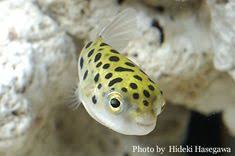 30 Dwarf Pufferfish Ideas Aquarium Fish Fish Tank Freshwater Aquarium dwarf pufferfish ideas aquarium fish