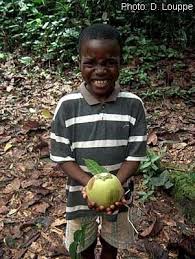 Image result for Diospyros crassiflora