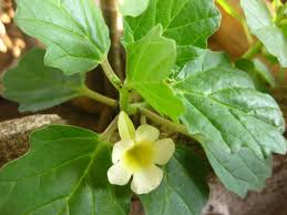 Image result for Pedalium