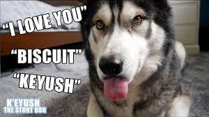 My childhood dog is named jake. How I Teach My Husky To Speak English My Dog Says My Name Husky My Husky Dogs