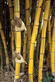 Image result for Bambusa vulgaris