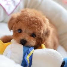 Realistic Teddy Dog Lucky Toyfun In 2020 Teddy Dog Teddy Dogs