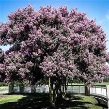 Muskogee Crape Myrtle Tree Light Pink Flowers Myrtle Tree Florida Trees Crape Myrtle