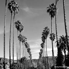 4.4 out of 5 stars 40. Palm Trees In Los Angeles California Black And White Palm Etsy