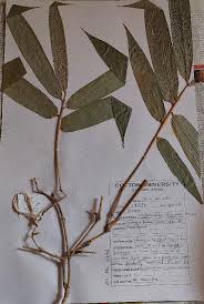 Image result for Oxytenanthera abyssinica