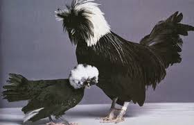 Ayam Poland Hitam Jambul Putih Ternak Ayam Ayam Hitam