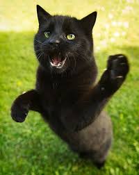 If your cat has lived harmoniously. Introducing Conflict Into Your Story Cats Cat Attack Stray Cat