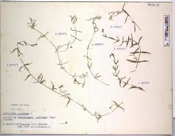 Image result for Grewia pachycalyx