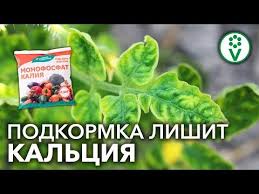 чем подкормить томаты во время цветения и завязывания плодов Pin Na Doske Sadovodstvo