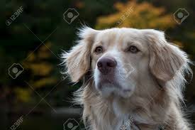We provide a complete 30 day health guarantee and written one year genetic health guarantee, Nova Scotia Duck Toller And Golden Retriever Mix Breed Dog Stock Photo Picture And Royalty Free Image Image 138796141