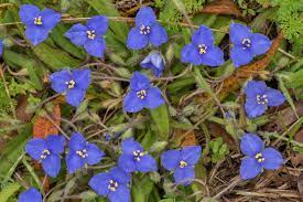 Check spelling or type a new query. Photo 2454 15 Blue Flowers Of Spiderwort Tradescantia In State Historic Site Washington Texas