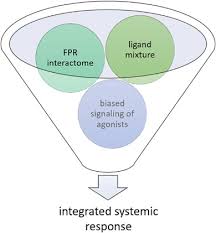 Biased Perspectives On Formyl Peptide Receptors Sciencedirect