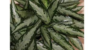 Maybe you would like to learn more about one of these? Indoor Plants Aglaonema Jubilee Care