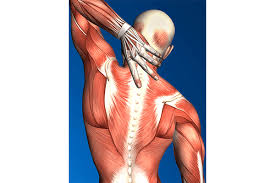 The human back extends from the buttocks to the posterior portion of the neck and shoulders. Muscle Spasms Shefford Osteopathic Clinic