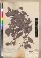 Image result for Rinorea angustifolia