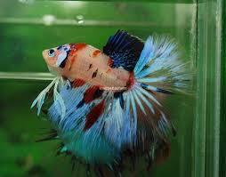 Live Fish Beauty Healthy Betta Candy Galaxy Koi Halfmoon Male Betta Tropical Fish Betta Fish