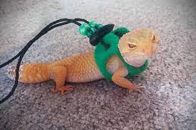 Emerald Green Leopard Gecko Hamster Harness Leopard Gecko Cute Reptiles Pet Day
