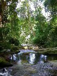 Image result for Achyrospermum carvalhoi