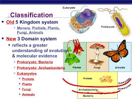 Chapter 27 Bacteria And Archaea