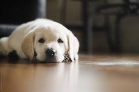 We are hoping for a great year. Close Up Of A Cute White Lab Puppies Face By Kristine Weilert Stocksy United