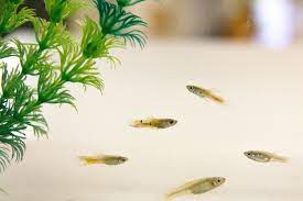 Learn More About Guppy Fish Growth Stages Guppy Fish Guppy Fish