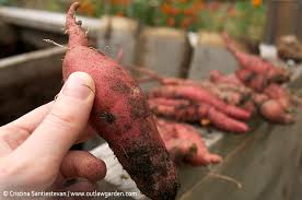Maybe you would like to learn more about one of these? Sweet Potato Bust And Three Ways To Avoid One Outlaw Garden
