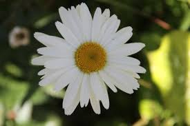 Daftar nama bunga lengkap beserta gambar dan penjelasannya bunga peony terlihat cantik dengan kelopak yang bersusun terdiri dari aneka warna. Namaku Dessy Putih Cantik Dan Menawan Nimadesriandani