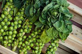 How To Grow Brussels Sprouts Gardener S Path