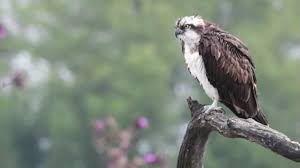 Een goudse liet dinsdagmiddag haar sleutels uit haar handen glijden waarop ze in de gracht vielen tussen de. Video Een Visarend En Zeearend Rusten Uit In De Onlanden Rtv Drenthe